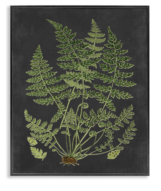 Framed Art - 11” x 14” Stupell Industries Botanical Drawing Green Black Design Canvas