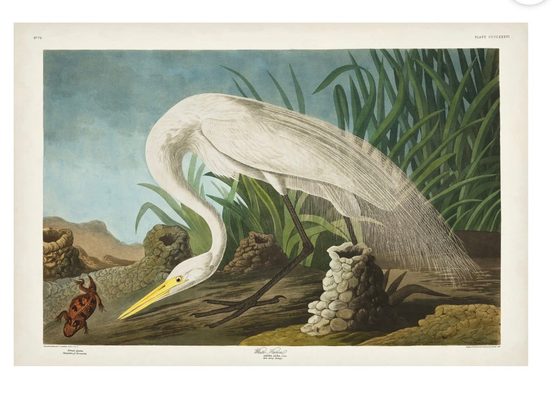 Canvas Art - 30” x 47” John James Audubon 'White Heron' Canvas Art