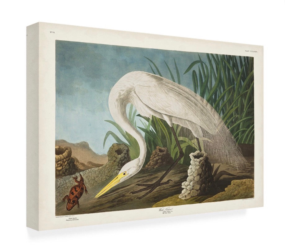 Canvas Art - 30” x 47” John James Audubon 'White Heron' Canvas Art