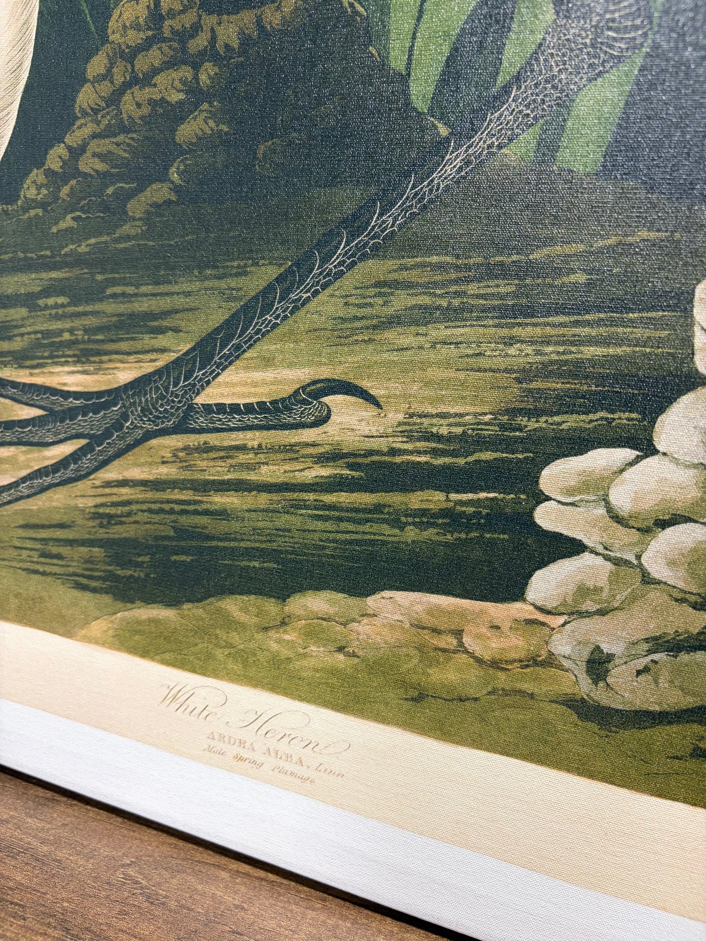 Canvas Art - 30” x 47” John James Audubon 'White Heron' Canvas Art