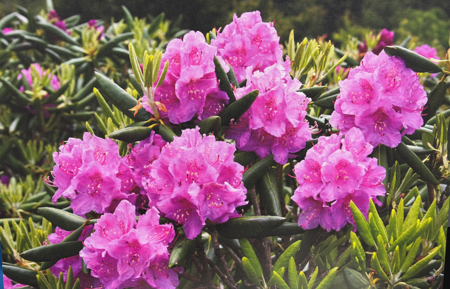 Canvas - 48" W x 32" H Blooming Rhododendron - WF11.7.25